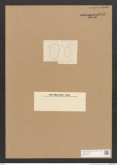 Diatomeae indet. Zeichnungen Sammlung Grunow Nr. 3763 (NHMW-BOT-W0371421)